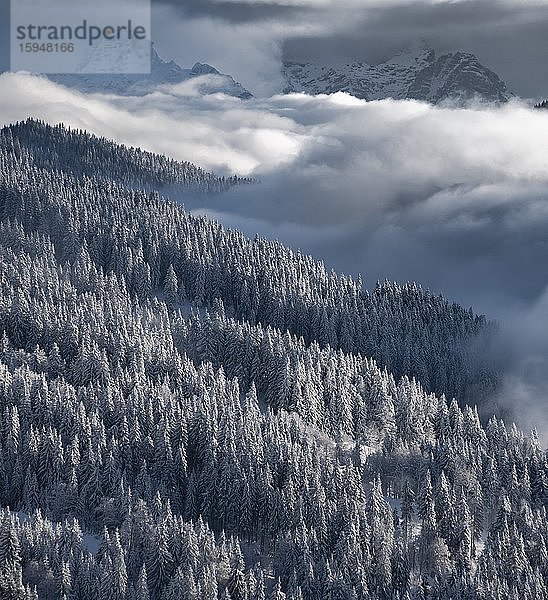 Schneebedeckte Wald und Berge zwischen Wolken  Hochnebel  Hochbrixen  Brixen im Thale  Tirol  Österreich  Europa