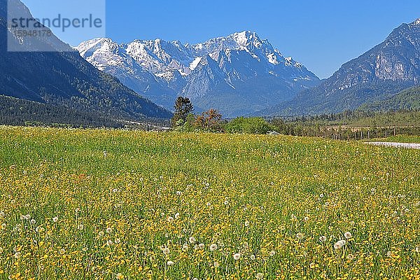 Frühlingswiese gegen Zugspitzmassiv im Wettersteingebirge  Eschenlohe  Loisachtal  Das Blaue Land  Oberbayern  Bayern  Deutschland  Europa