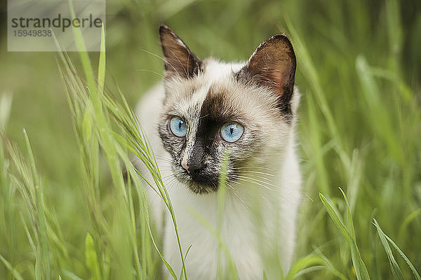 Bildnis eines weissen Kätzchens im Gras stehend