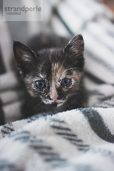 Portugal  Porträt eines süßen  auf einer Decke liegenden Kätzchens