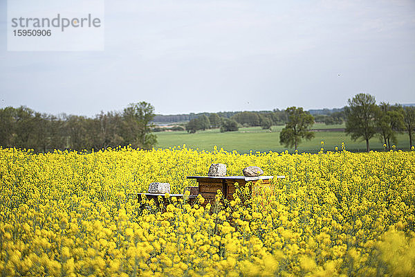 Deutschland  Brandenburg  Teltow - Flammend  Bienenstock steht im Sommer im Ölrapsfeld
