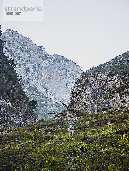 Spanien  Kantabrien  Baumstumpf in den Picos de Europa