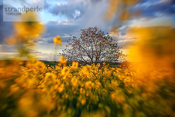 Spanien  Provinz Guadalajara  Kastilien-La Mancha  Baum hinter Rapsfeld in der Frühlingsdämmerung