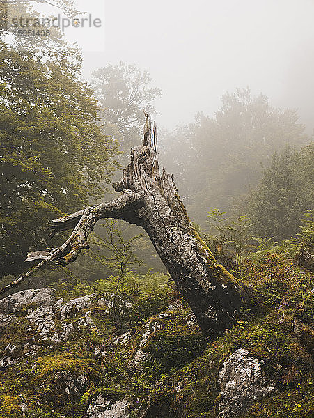 Spanien  Kantabrien  Baumstumpf in nebligen Bergen
