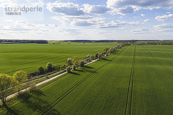 Deutschland  Brandenburg  Drohnenansicht einer unbefestigten Landstraße und ausgedehnter grüner Felder im Frühling