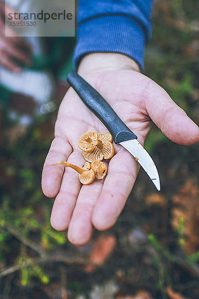 Spanien  Hand eines Mannes hält Küchenmesser und einen Strauß frisch gepflückter Gelbfüsse (Craterellus tubaeformis)