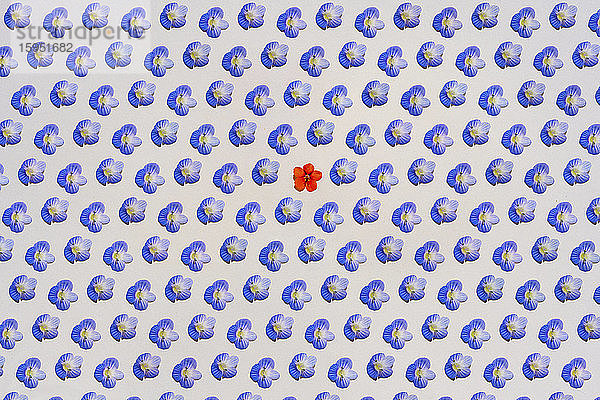 Muster aus Reihen von blauen Blütenköpfen mit einzelnen roten Blütenköpfen