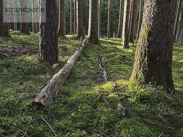 Österreich  Tirol  Lans  Gefallener Baum auf moosigem Waldboden liegend