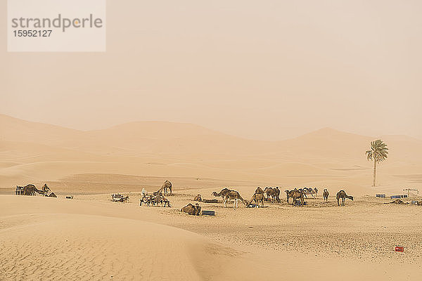 Landschaft mit Dromedaren  Merzouga-Wüste  Marokko