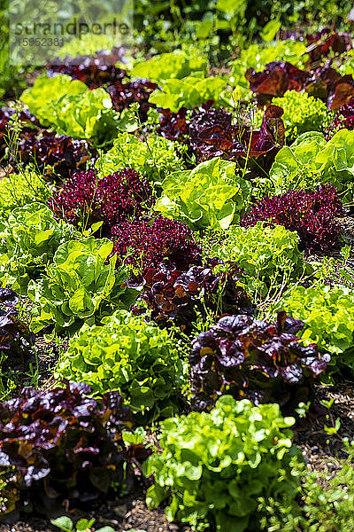 Deutschland  Grüner und violetter Salat im Gemüsegarten