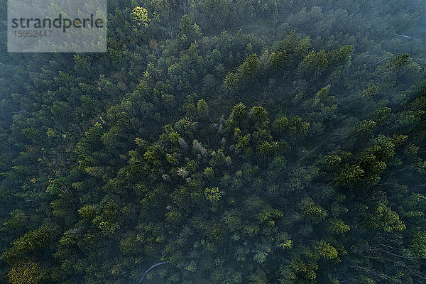 Deutschland  Bayern  Drohnenansicht des grünen Nebelwaldes in der Pupplinger Au