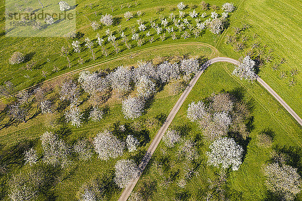 Deutschland  Baden-Württemberg  Neidlingen  Drohnenansicht eines Feldweges  der sich im Frühling über einen Obstgarten auf dem Land erstreckt