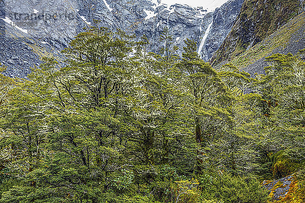 Neuseeland  Southland  Grüne Buchen im Fiordland-Nationalpark