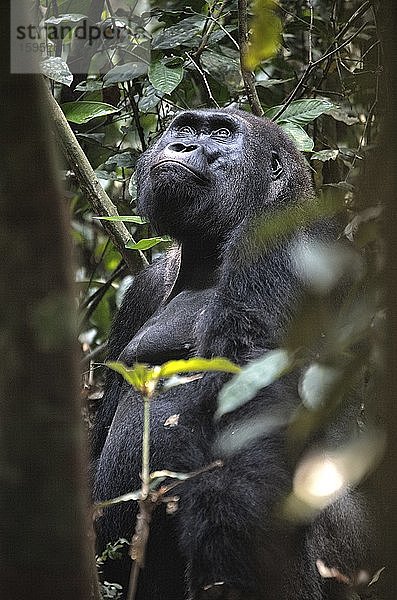 Zentralafrikanische Republik  Porträt des zwischen Bäumen stehenden Westlichen Flachlandgorillas (Gorilla gorilla gorilla gorilla)