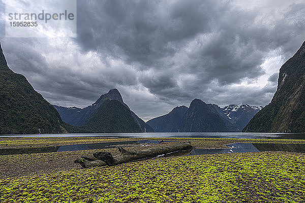 Neuseeland  Southland  Sturmwolken über Treibholz  das am Ufer des Milford Sound liegt