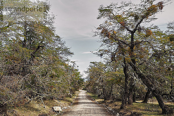 Straße inmitten von Bäumen mitten im Wald  Chalten  Argentinien