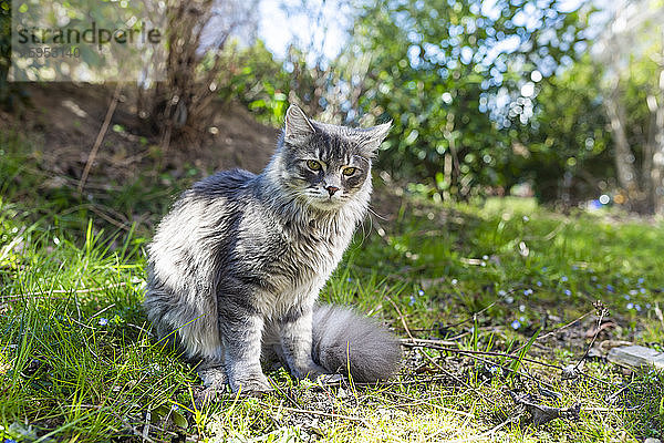 Porträt einer jungen grauen Katze  die auf Gras sitzt