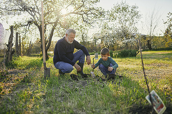 Großvater schaut dem Enkel beim Baumpflanzen zu  während er im Garten kauert