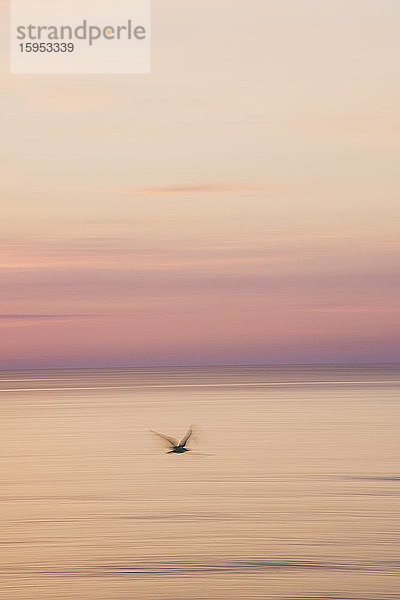Scherenschnitt einer Möwe  die bei Sonnenaufgang über das Meer gegen den Himmel fliegt