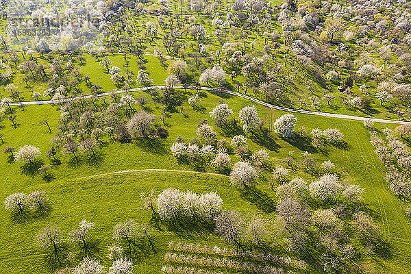 Deutschland  Baden-Württemberg  Owen  Drone-Ansicht eines Feldweges  der sich im Frühling über einen Obstgarten auf dem Land erstreckt