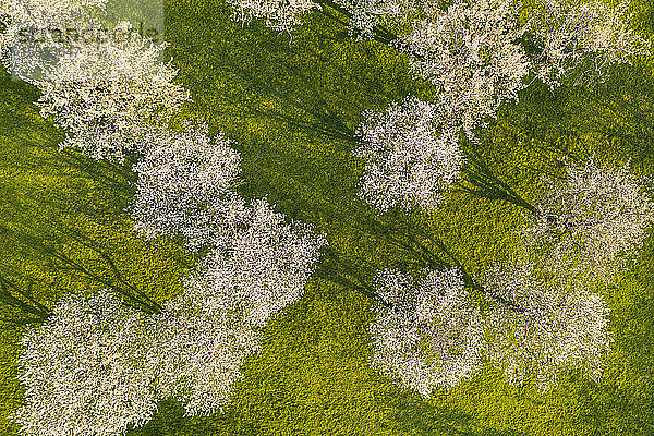Deutschland  Baden-Württemberg  Beuren  Drohnenansicht eines Obstgartens auf dem Land im Frühling
