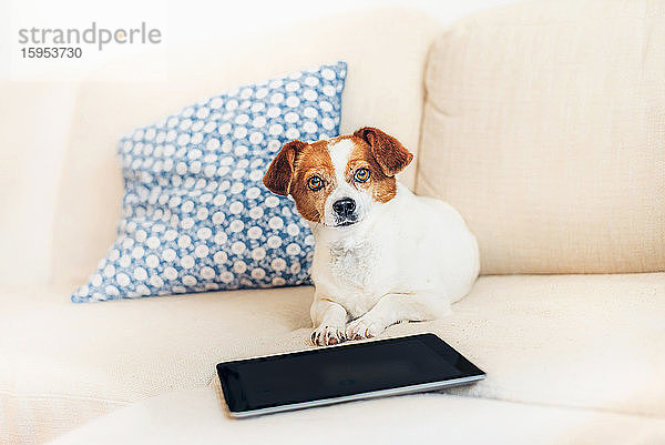 Porträt eines auf dem Sofa liegenden Hundes mit Tablette