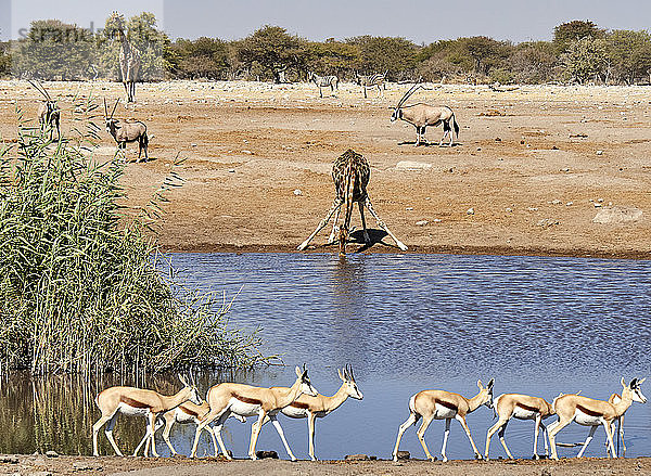 Trinkwasser für Giraffen  umgeben von Oryx und Gazellen  Etoscha-Nationalpark  Namibia.
