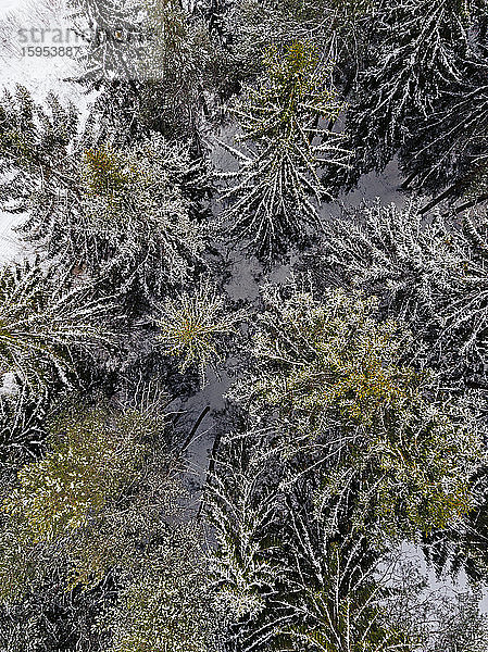 Russland  Oblast Leningrad  Luftaufnahme von Nadelwaldbäumen im Winter