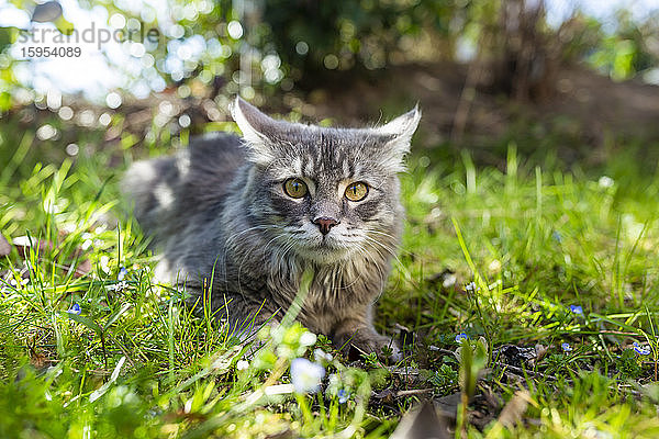 Porträt einer jungen grauen Katze  die auf Gras liegt