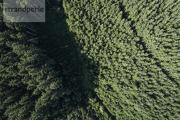 Deutschland  Bayern  Drohnenansicht eines grünen Nadelwaldes