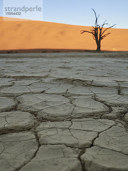 Gesprungener Salzpfannenboden und ein Baum in der Wüste  Sossusvlei  Namibia