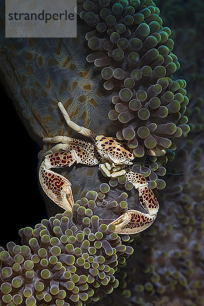 Indonesien  Unterwasserporträt einer Porzellankrabbe