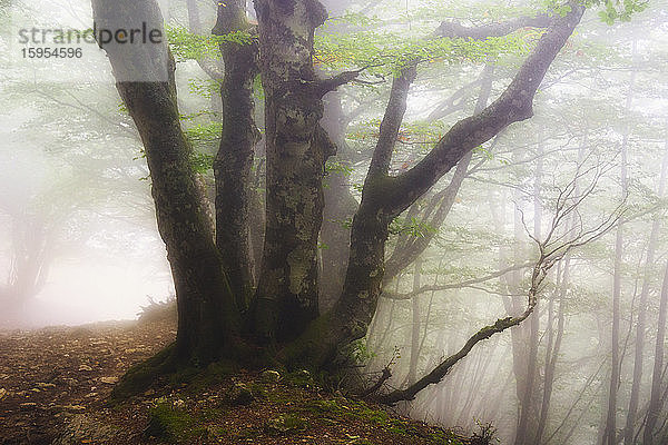 Italien  Marken  Herbstwald in dichtem Nebel gehüllt