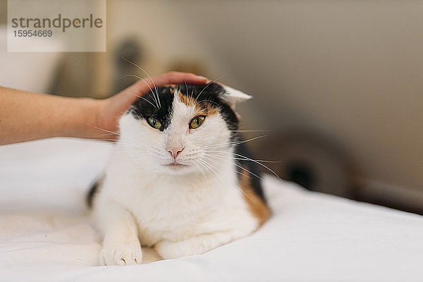 Porträt einer Katze  die auf dem Bett liegt und von Hand gestreichelt wird