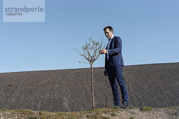 Reifer Geschäftsmann mit einem kahlen Baum auf einer stillgelegten Minenhalde