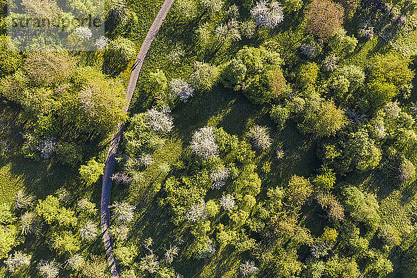 Deutschland  Baden-Württemberg  Esslingen  Luftaufnahme eines grünen Obstgartens im Frühling