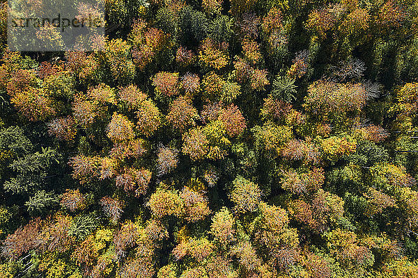 Deutschland  Baden-Württemberg  Heidenheim an der Brenz  Drohnenansicht des Herbstwaldes auf der Schwäbischen Alb