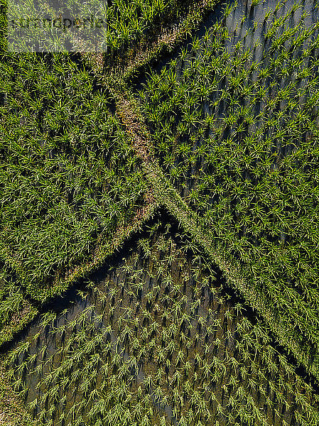 Indonesien  Bali  Luftaufnahme von grünen Reisfeldern