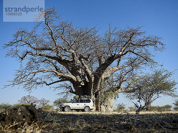 Parken von Geländewagen vor Baobab  Angola