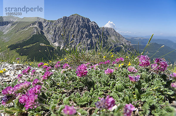 Italien  Blühende Wildblumen in den Sibillini-Bergen mit dem Mount Bove im Hintergrund