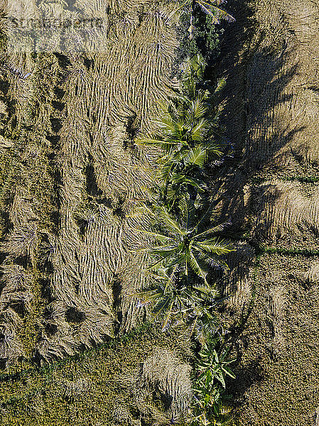 Indonesien  Bali  Luftaufnahme von Reisfeldern auf dem Land