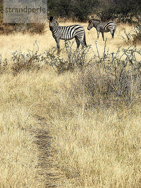 Zebras in der Savanne  Etoscha-Nationalpark  Namibia
