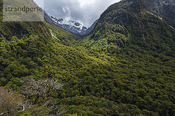 Neuseeland  Southland  Blick auf das bewaldete Hollyford Valley