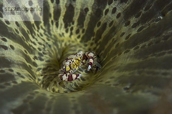 Indonesien  Unterwasserporträt einer Harlekin-Schwimmkrabbe (Lissocarcinus laevis)
