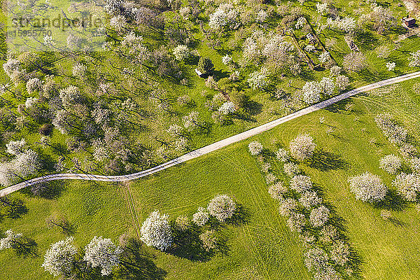 Deutschland  Baden-Württemberg  Owen  Drone-Ansicht eines Feldweges  der sich im Frühling über einen Obstgarten auf dem Land erstreckt