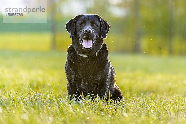 Schwarzer Labrador Retriever auf der Wiese sitzend