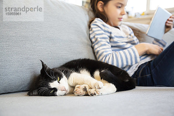 Porträt einer Katze  die auf der Couch döst  mit einem Mädchen  das ein digitales Tablet im Hintergrund benutzt