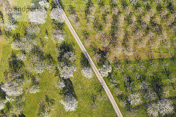 Deutschland  Baden-Württemberg  Neidlingen  Drohnenansicht eines Feldweges  der sich im Frühling über einen Obstgarten auf dem Land erstreckt