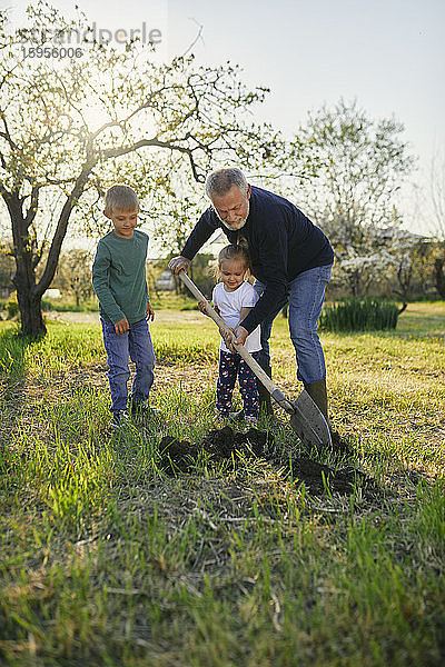 Ein erwachsener Mann gräbt in voller Länge mit Enkelkindern im Garten
