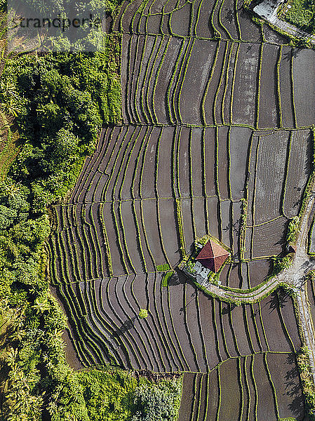 Indonesien  Bali  Luftaufnahme von terrassierten Reisfeldern